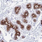 Anti-VWA8 Antibody