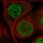 Immunofluorescent staining of human cell line A-431 shows localization to nuclear speckles & nuclear membrane.