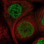 Immunofluorescent staining of human cell line A-431 shows localization to nuclear speckles & nuclear membrane.