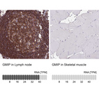 Anti-GMIP Antibody