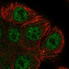 Anti-ARHGEF38 Antibody