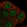 Anti-ARHGEF38 Antibody
