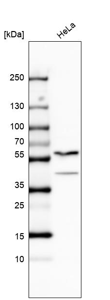 Anti-PAPD7 Antibody