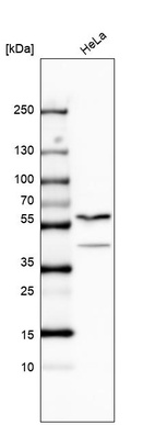 Anti-PAPD7 Antibody