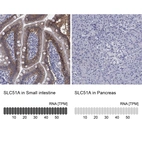 Anti-SLC51A Antibody