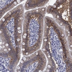 Immunohistochemical staining of human small intestine shows high expression.
