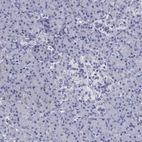 Immunohistochemical staining of human pancreas shows low expression as expected.