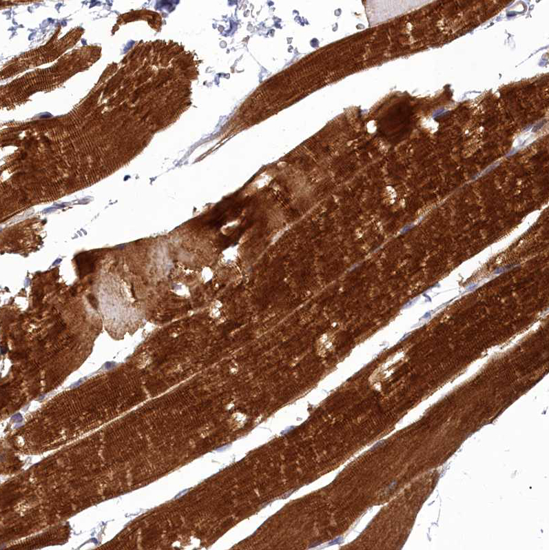 Anti-COX20 Antibody