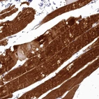 Anti-COX20 Antibody