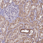 Immunohistochemical staining of human kidney shows moderate to strong granular cytoplasmic positivity in cells in tubules.
