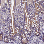 Immunohistochemical staining of human small intestine shows moderate granular cytoplasmic positivity in glandular cells.
