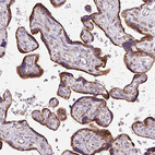 Immunohistochemical staining of human placenta shows moderate to strong granular cytoplasmic positivity in trophoblastic cells.