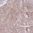 Anti-KPNA4 Antibody