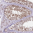 Immunohistochemical staining of human testis shows strong nuclear positivity in cells in seminiferous ducts and Leydig cells.