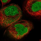 Immunofluorescent staining of human cell line A-431 shows localization to nucleus & nuclear membrane.