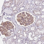 Immunohistochemical staining of human kidney shows high expression.