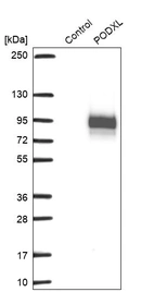 Western blot analysis in control (vector only transfected HEK293T lysate) and PODXL over-expression lysate (Co-expressed with a C-terminal myc-DDK tag (~3.1 kDa) in mammalian HEK293T cells, LY401657).