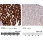 Anti-GPD2 Antibody
