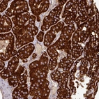 Immunohistochemical staining of human parathyroid gland shows strong cytoplasmic granular positivity in glandular cells.