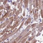 Immunohistochemical staining of human heart muscle using Anti-SRL antibody HPA045520.