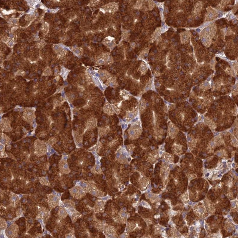 Anti-NXNL2 Antibody
