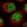 Anti-NYAP2 Antibody