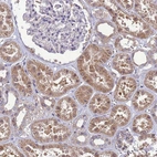 Anti-EIF4EBP3 Antibody