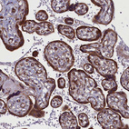 Immunohistochemical staining of human placenta shows strong cytoplasmic positivity in trophoblastic cells.