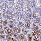 Immunohistochemical staining of human small intestine shows strong cytoplasmic positivity in glandular cells.
