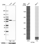 Western blot analysis in human cell lines A-431 and MCF-7 using Anti-CCT6A antibody. Corresponding CCT6A RNA-seq data are presented for the same cell lines. Loading control: Anti-GAPDH.