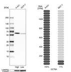 Anti-CCT6A Antibody