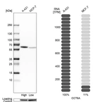 Western blot analysis in human cell lines A-431 and MCF-7 using Anti-CCT6A antibody. Corresponding CCT6A RNA-seq data are presented for the same cell lines. Loading control: Anti-GAPDH.