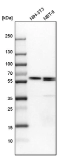 Western blot analysis in mouse cell line NIH-3T3 and rat cell line NBT-II.