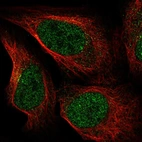 Immunofluorescent staining of human cell line U-2 OS shows localization to nucleoplasm.
