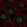 Anti-NSUN5 Antibody