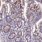 Immunohistochemical staining of human small intestine shows moderate cytoplasmic positivity in glandular cells.