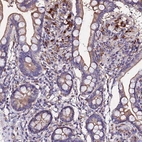 Immunohistochemical staining of human small intestine shows moderate cytoplasmic positivity in glandular cells.