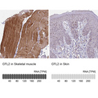 Anti-CFL2 Antibody