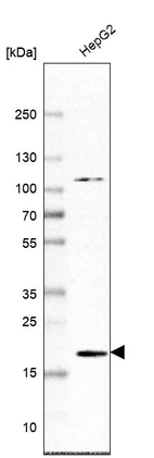 Western blot analysis in human cell line HepG2.