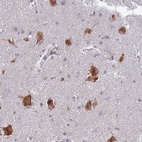 Anti-ELOF1 Antibody