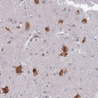 Anti-ELOF1 Antibody