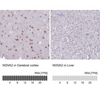 Anti-NOVA2 Antibody