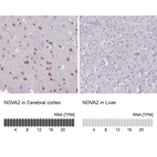 Anti-NOVA2 Antibody