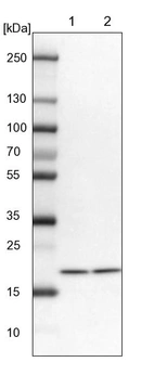 Lane 1: NIH-3T3 cell lysate (Mouse embryonic fibroblast cells)_br/_Lane 2: NBT-II cell lysate (Rat Wistar bladder tumour cells)