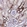 Anti-CSRP2 Antibody
