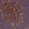 Anti-CSRP2 Antibody