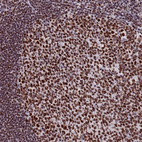 Anti-SNRPA1 Antibody