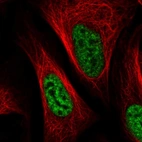 Immunofluorescent staining of human cell line U-2 OS shows localization to nuclear speckles.