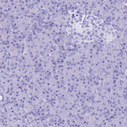 Immunohistochemical staining of human pancreas shows no positivity in exocrine glandular cells as expected.