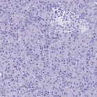 Immunohistochemical staining of human pancreas shows no positivity in exocrine glandular cells as expected.